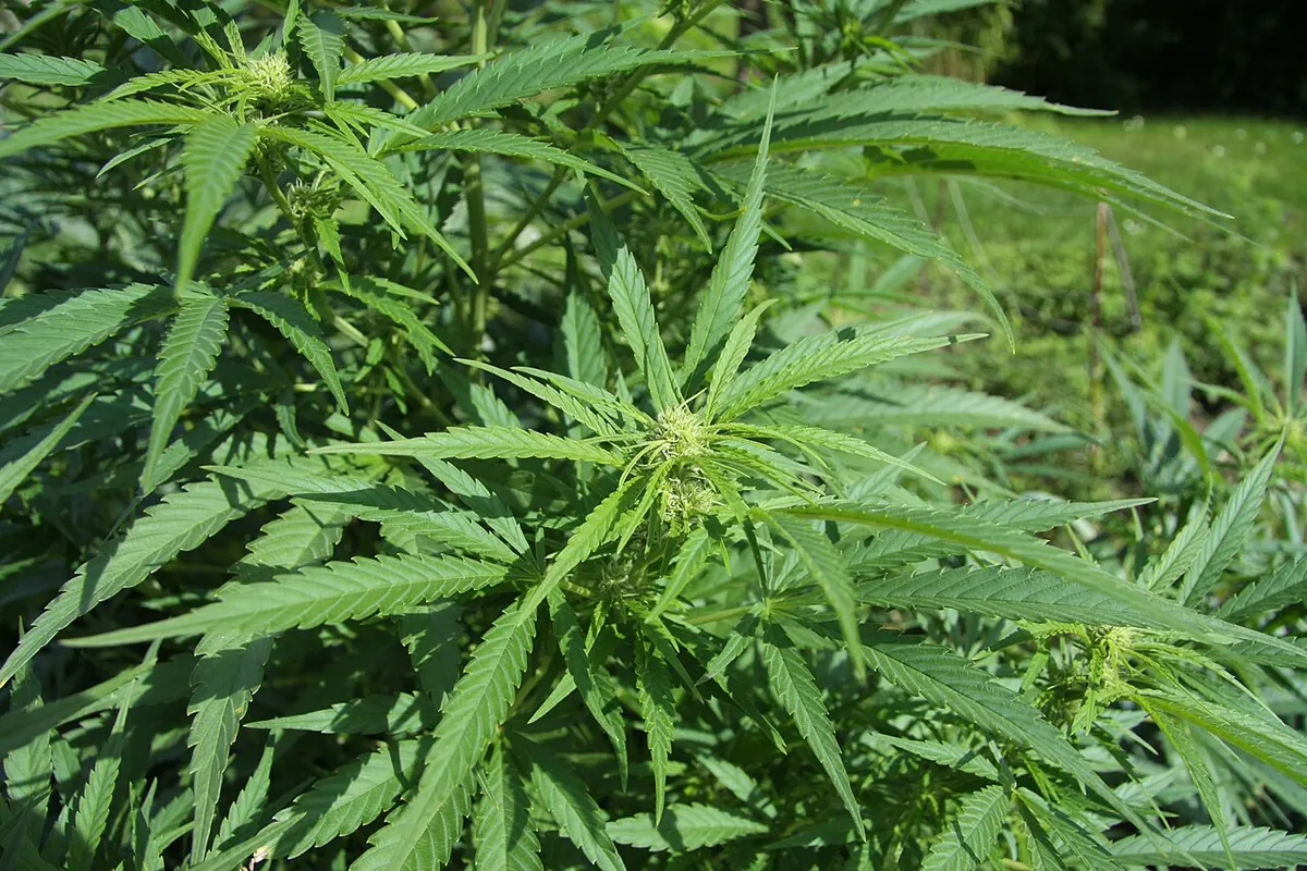Растение от вида Cannabis sativa на открито